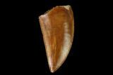 Serrated, Raptor Tooth - Real Dinosaur Tooth #149086-1